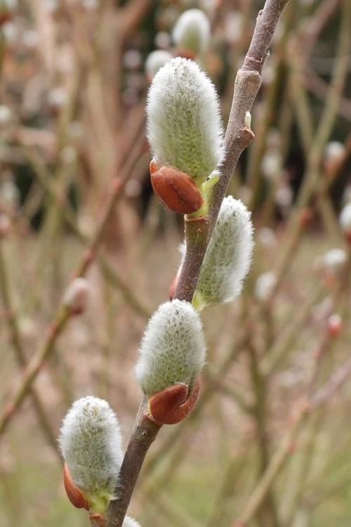 American Pussy Willow (Salix Discolor) - 3 Gallon Pot - Image 4