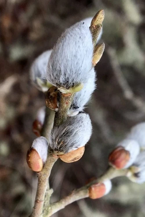 American Pussy Willow (Salix Discolor) - 3 Gallon Pot - Image 9