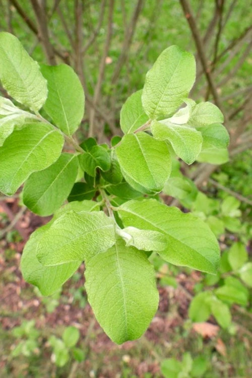 American Pussy Willow (Salix Discolor) - 3 Gallon Pot - Image 8