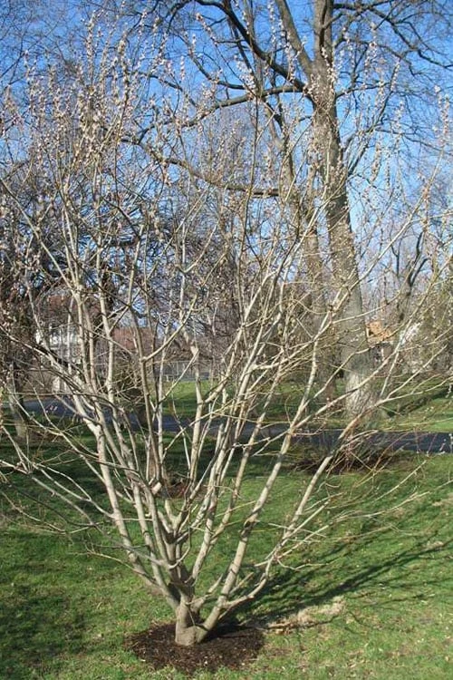 American Pussy Willow (Salix Discolor) - 3 Gallon Pot - Image 7