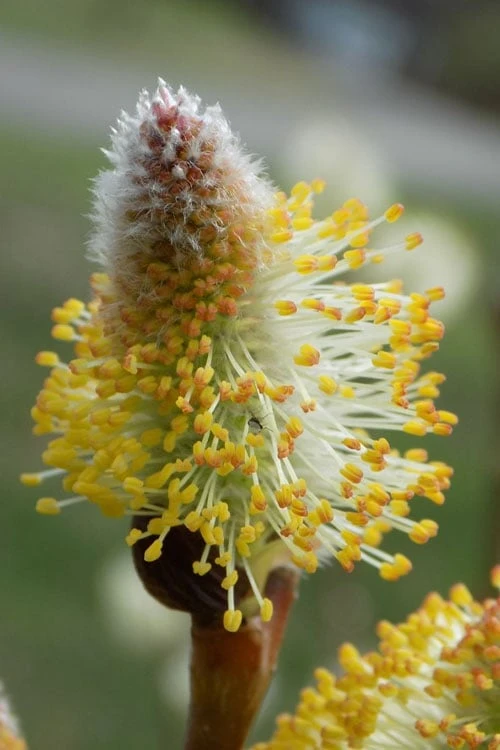 American Pussy Willow (Salix Discolor) - 3 Gallon Pot - Image 6
