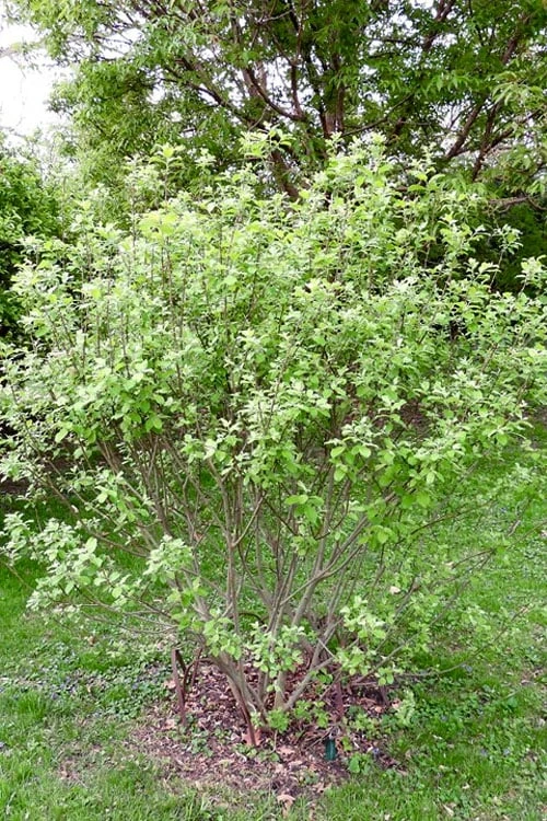 American Pussy Willow (Salix Discolor) - 3 Gallon Pot - Image 11