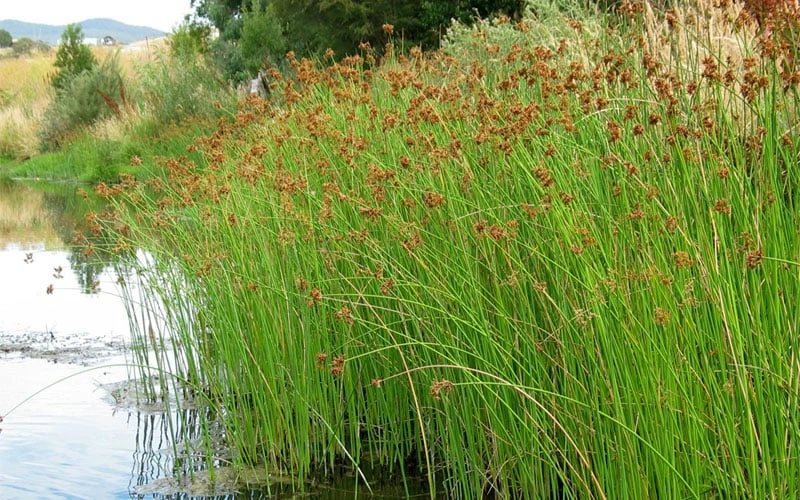 Softstem Bulrush (Schoenoplectus Tabernaemontani) - 6 Pack Of 1 Gallon Pots - Image 5