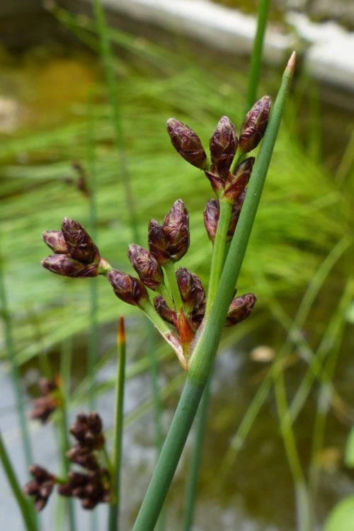 Softstem Bulrush (Schoenoplectus Tabernaemontani) - 6 Pack Of 1 Gallon Pots - Image 7