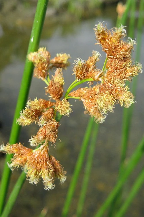 Softstem Bulrush (Schoenoplectus Tabernaemontani) - 6 Pack Of 1 Gallon Pots - Image 6