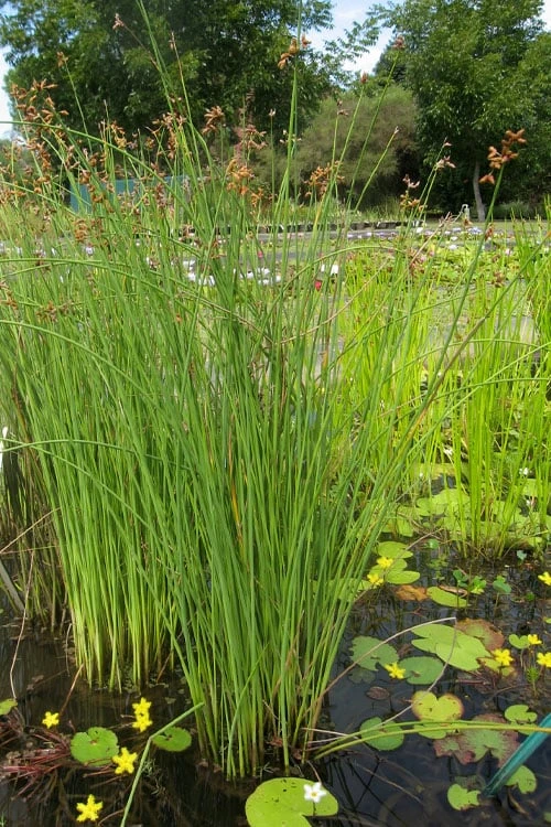 Softstem Bulrush (Schoenoplectus Tabernaemontani) - 6 Pack Of 1 Gallon Pots - Image 4