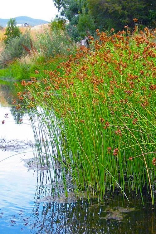 Softstem Bulrush (Schoenoplectus Tabernaemontani) - 6 Pack Of 1 Gallon Pots