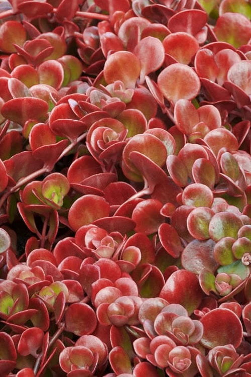 Coral Reef Sedum - 5-Pack Of Pint Pots - Image 4