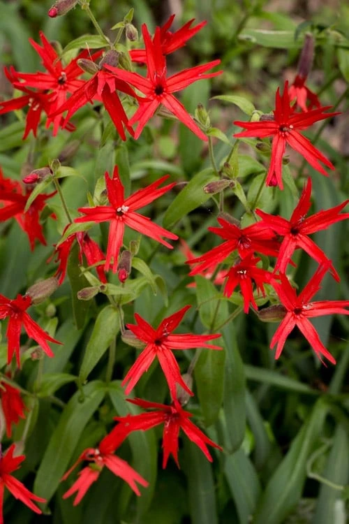 Scarlet Catchfly (Silene Virginica) - 1 Gallon Pot - Image 4