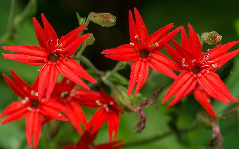 Scarlet Catchfly (Silene Virginica) - 1 Gallon Pot - Image 9