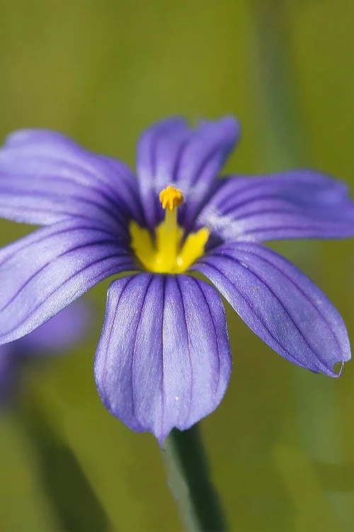 Moody Blues Blue-Eyed Grass (Sisyrinchium) - 1 Gallon Pot - Image 5