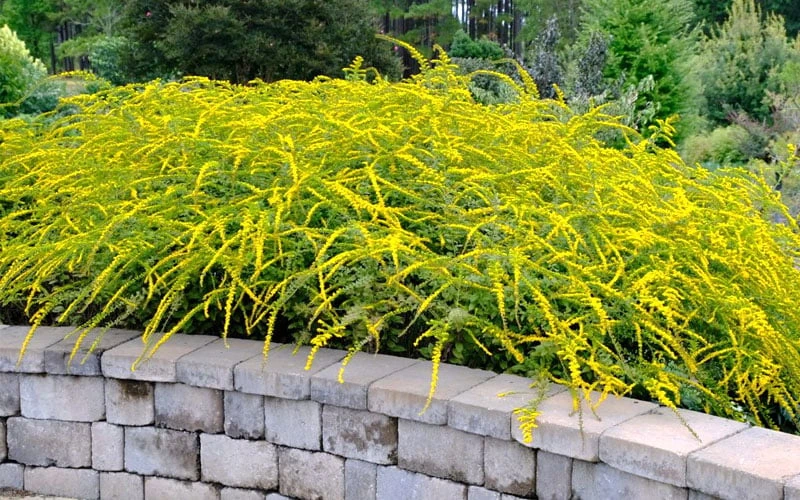 Fireworks Goldenrod (Solidago) - 6 Pack Of 1 Gallon Pots - Image 6