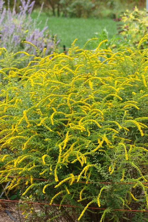 Fireworks Goldenrod (Solidago) - 6 Pack Of 1 Gallon Pots - Image 7