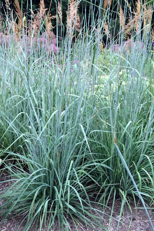 Indian Steel Blue Prairie Grass (Sorghastrum Nutans) - 1 Gallon Pot
