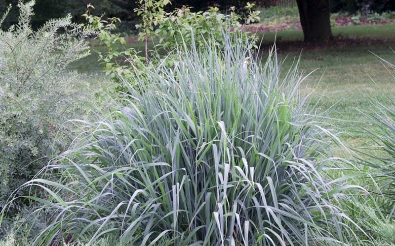 Indian Steel Blue Prairie Grass (Sorghastrum Nutans) - 1 Gallon Pot - Image 6
