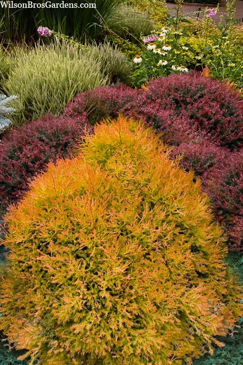 Fire Chief Arborvitae - 2.5 Gallon Pot - Image 4