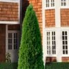 Emerald Green Arborvitae - 2.5 Quart Pot