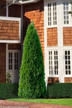 Emerald Green Arborvitae - 2.5 Quart Pot