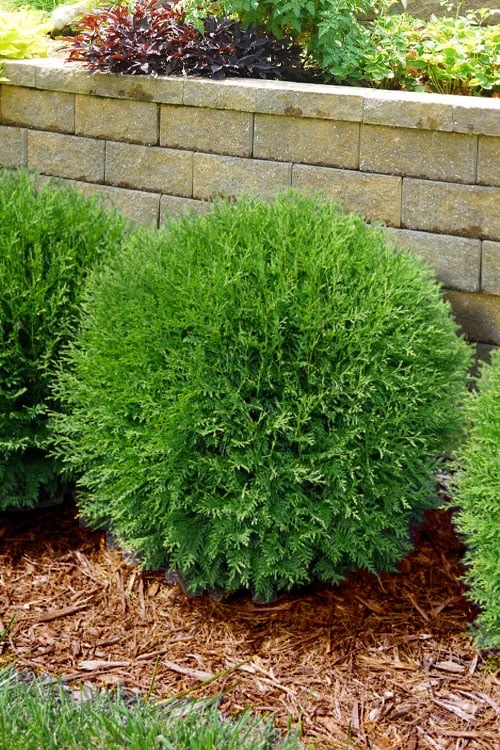 Planet Earth Arborvitae - 3 Gallon Pot - Image 4