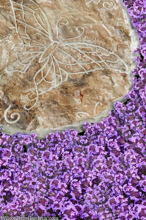 Caborn Wine & Roses Creeping Thyme - 5 Pack Of Pint Pots - Image 4