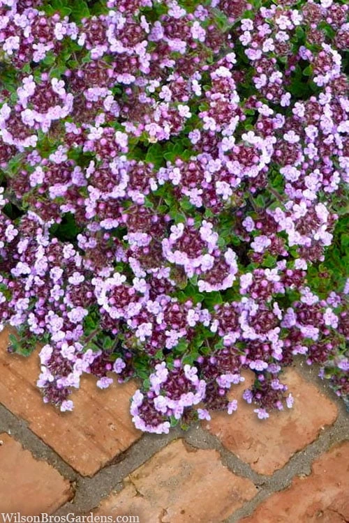 Caborn Wine & Roses Creeping Thyme - 5 Pack Of Pint Pots