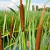 Broadleaf Cattail Plant (Typha Latifolia) - 1 Gallon Pot