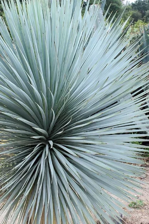 Sapphire Skies Big Bend Yucca Rostrata - 1 Gallon Pot - Image 6